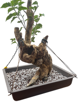 Bougainvillea - Pre-bonsai specimen (red) BO-108-P